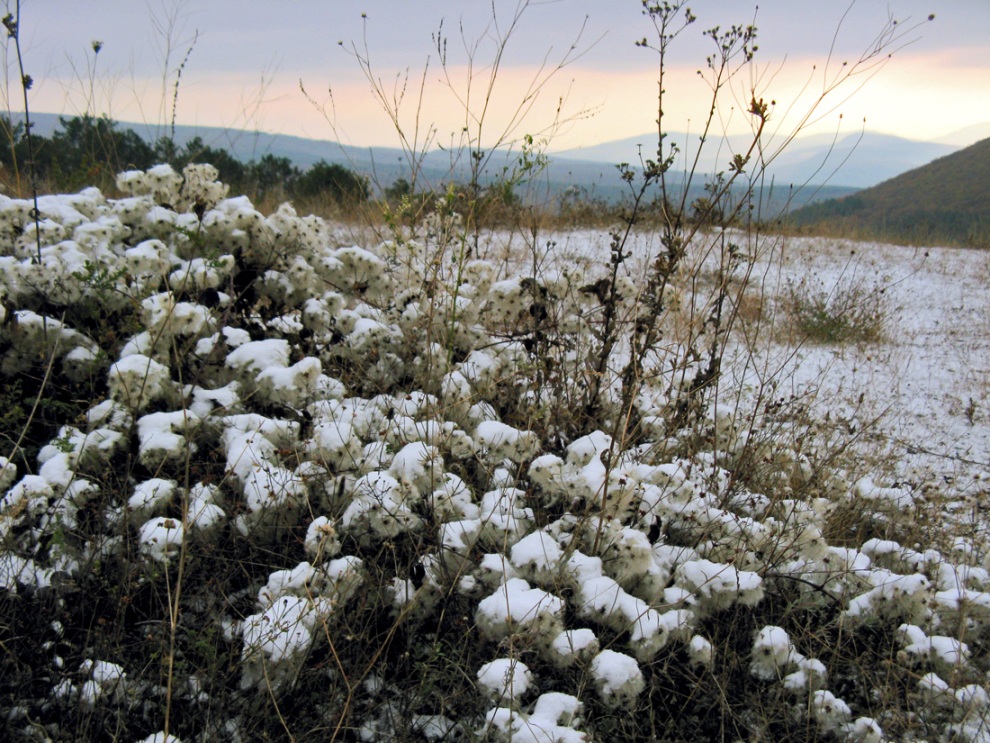 Image of Clematis vitalba specimen.