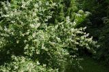 Philadelphus coronarius