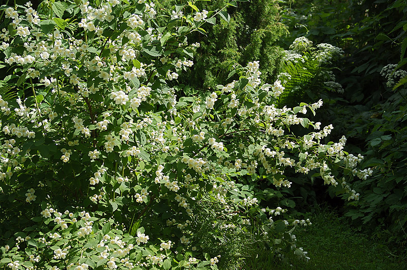 Image of Philadelphus coronarius specimen.