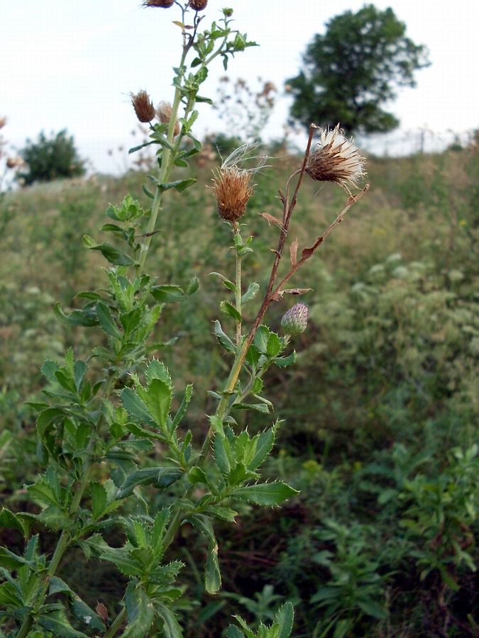 Image of Cirsium arvense specimen.