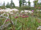 Ostericum tenuifolium