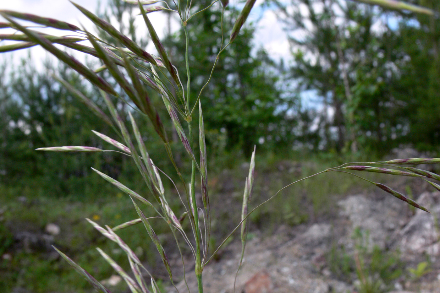 Изображение особи Bromopsis inermis.