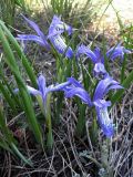 Iris ruthenica