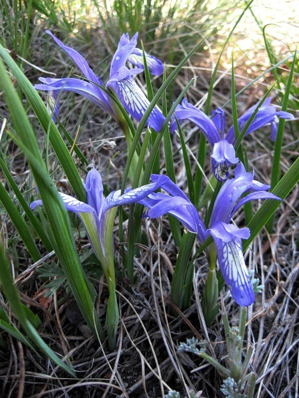 Image of Iris ruthenica specimen.