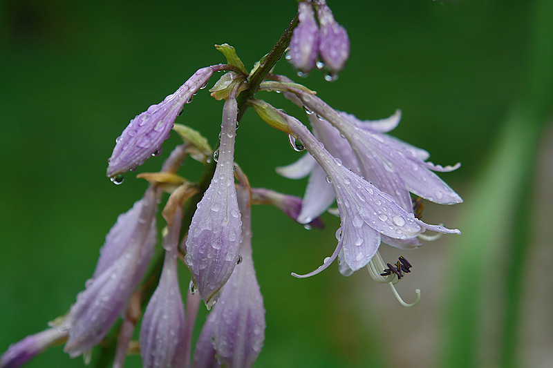 Image of Hosta albomarginata specimen.