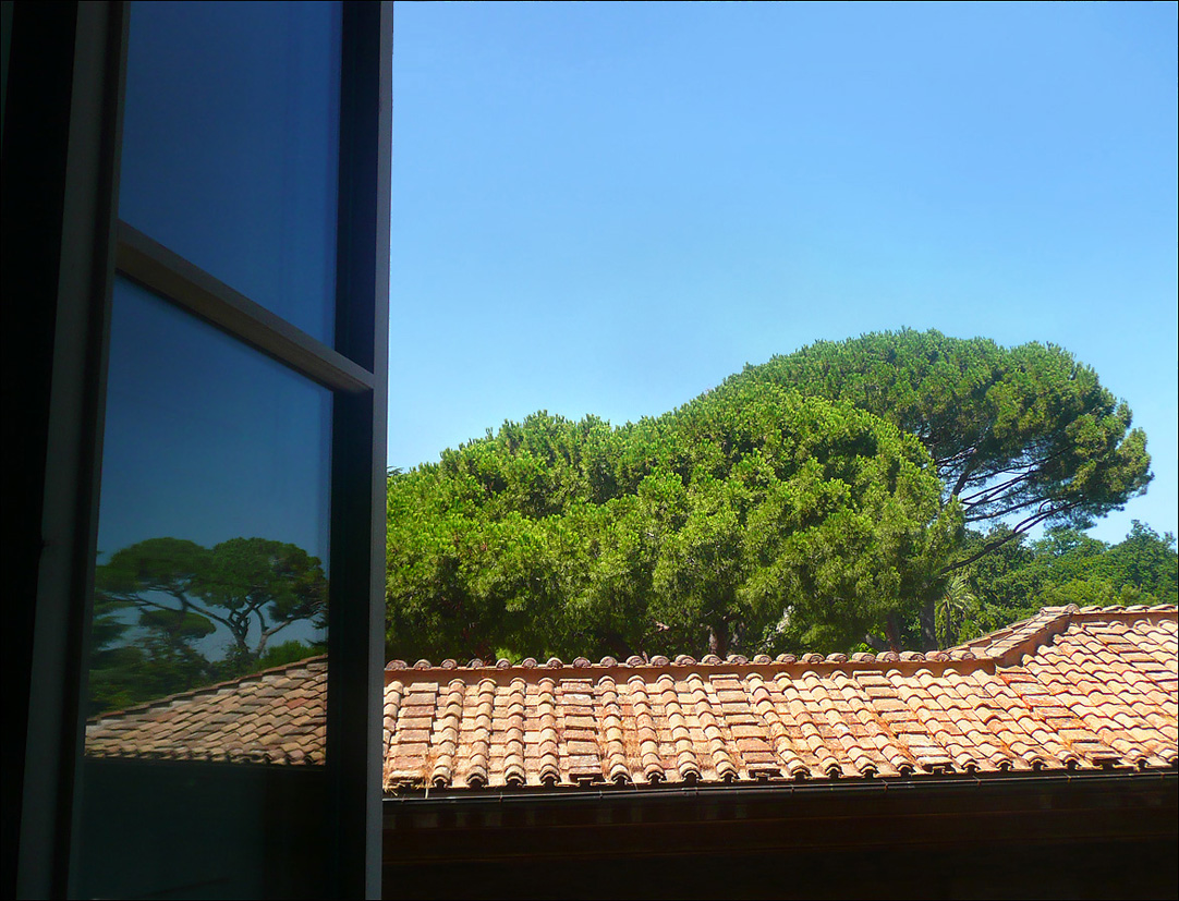 Image of Pinus pinea specimen.