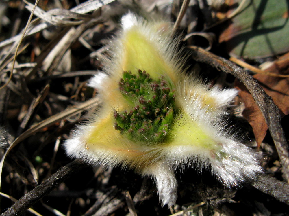 Изображение особи Pulsatilla turczaninovii.