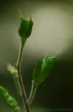 Aconitum septentrionale