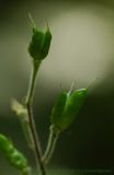 Aconitum septentrionale. Плоды. Московская обл., овраг в смешанном лесу. 18.07.2009.