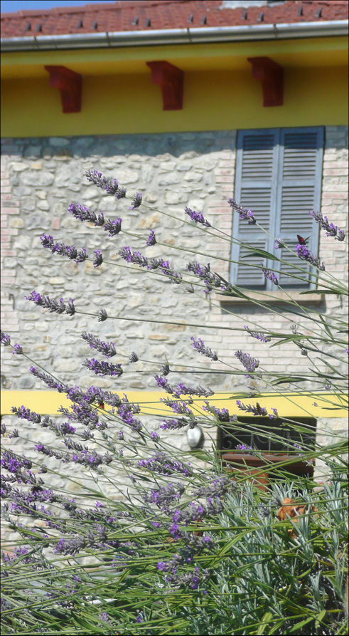 Image of Lavandula angustifolia specimen.
