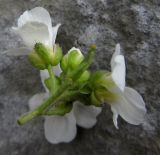 Image of taxon representative. Author is Надежда Замкова