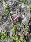 Fumaria capreolata