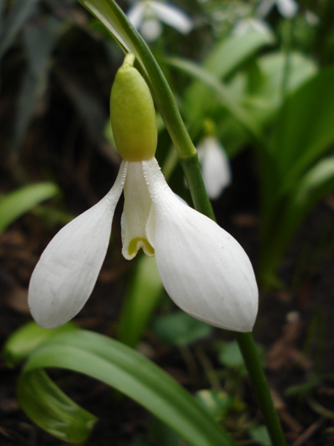 Image of Galanthus trojanus specimen.