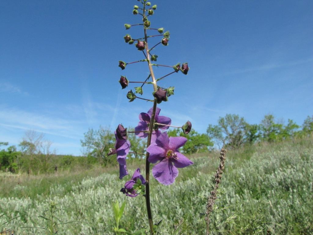 Image of Verbascum phoeniceum specimen.