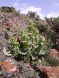 Eremostachys macrophylla