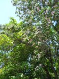 Catalpa fargesii form duclouxii. Ветви с соцветиями. Южный берег Крыма, Никитский ботанический сад. 22 мая 2012 г.