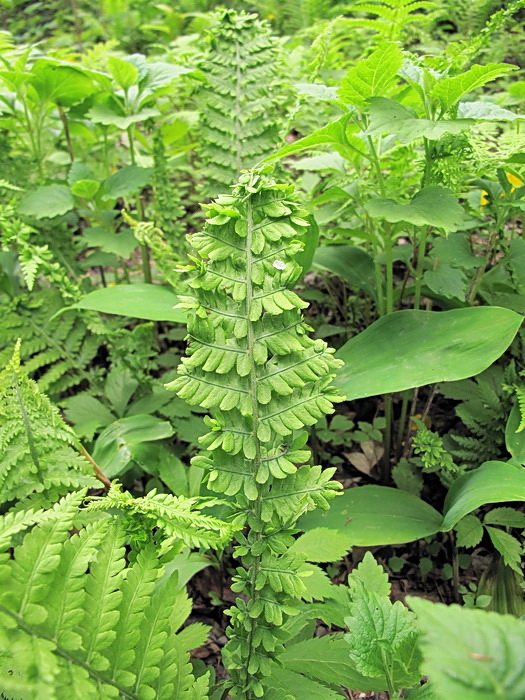 Image of Matteuccia struthiopteris specimen.