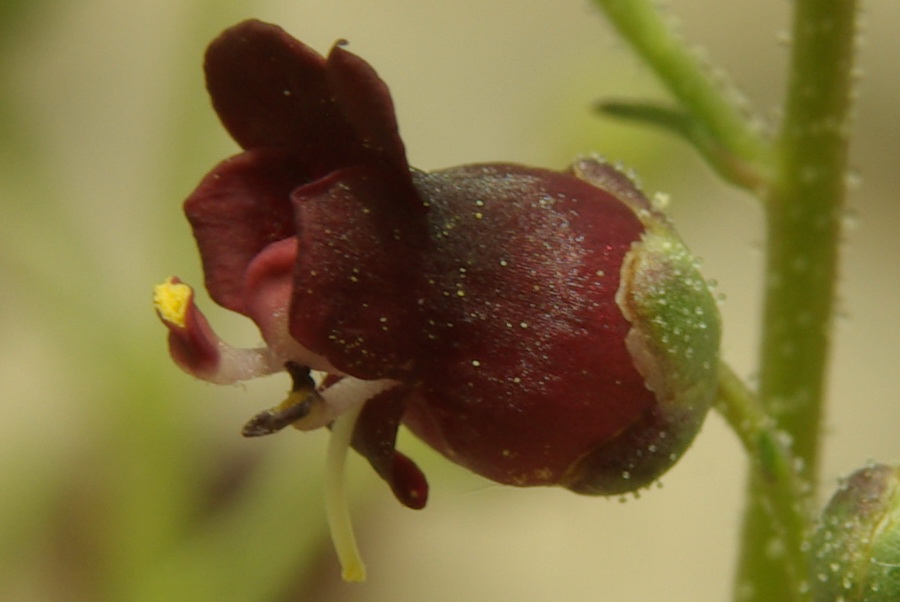 Image of Scrophularia exilis specimen.