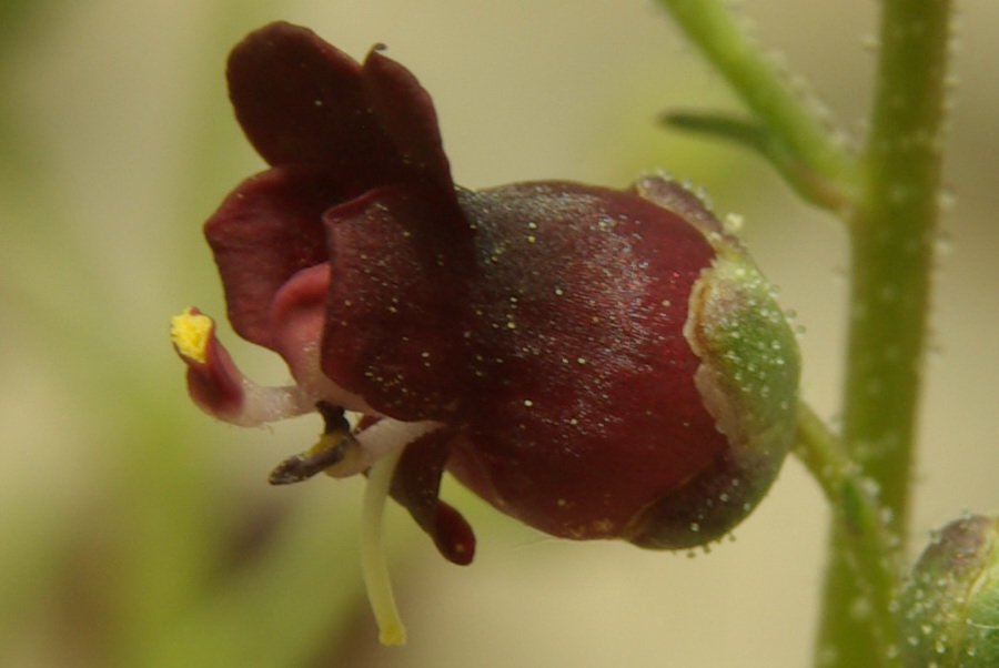 Изображение особи Scrophularia exilis.