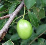 Prunus cerasifera. Незрелый плод. Украина, г. Киев, Южная Борщаговка, просп. Академика Королёва, в культуре. 15 июня 2012 г.