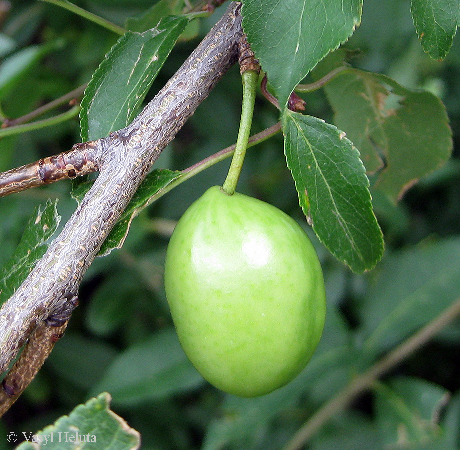Image of Prunus cerasifera specimen.