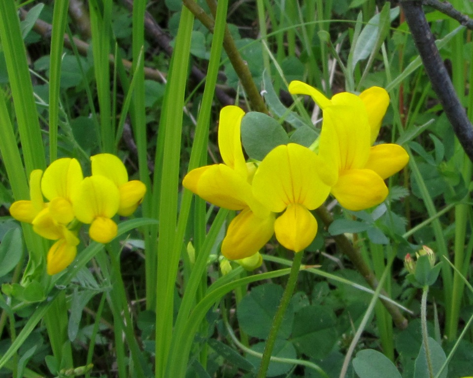 Image of Lotus peczoricus specimen.