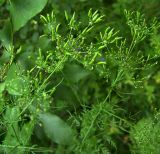Chaerophyllum bulbosum. Соплодие с незрелыми плодами. Курская обл., г. Железногорск. 26 июля 2006 г.