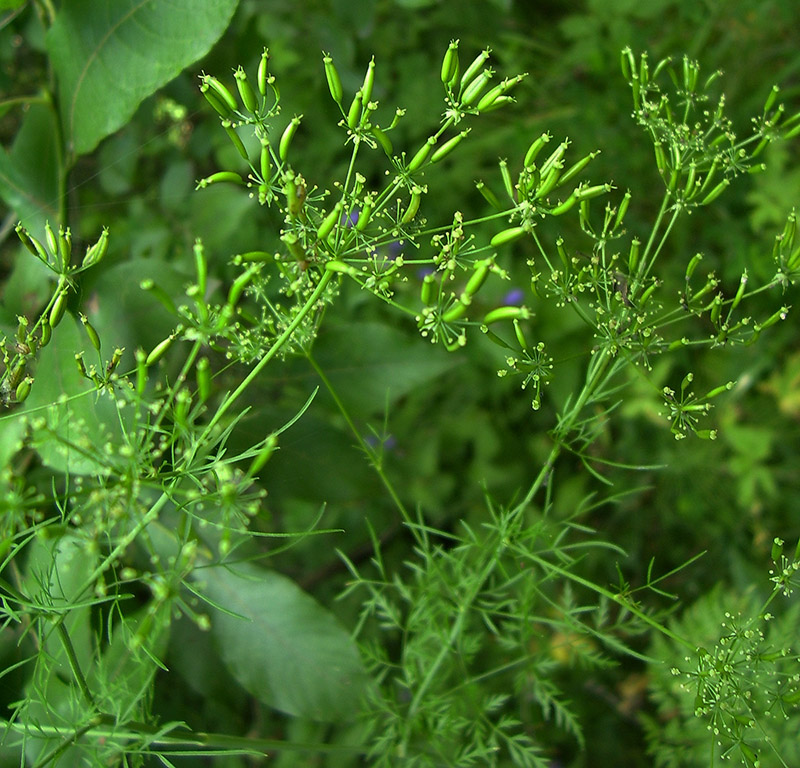 Image of Chaerophyllum bulbosum specimen.