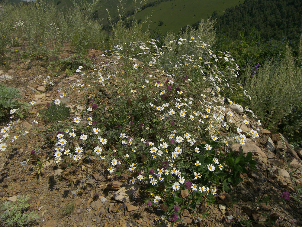 Изображение особи Pyrethrum glanduliferum.