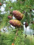 Larix sibirica