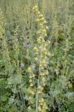 Artemisia tanacetifolia