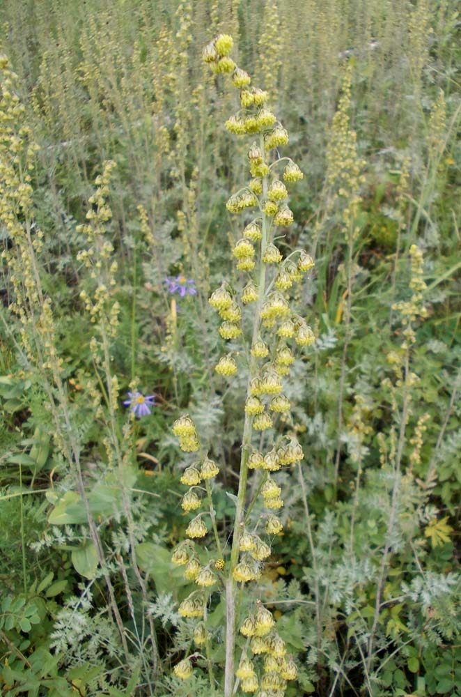 Image of Artemisia tanacetifolia specimen.