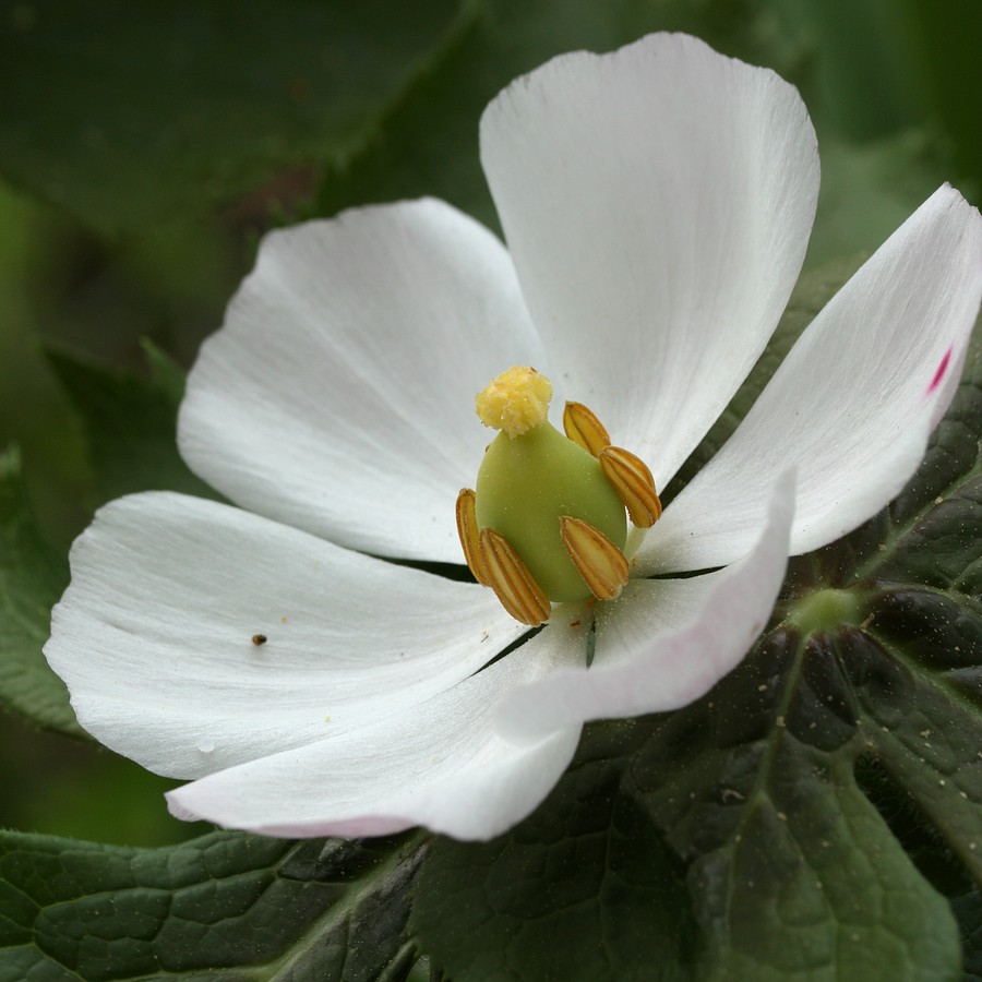 Изображение особи Sinopodophyllum hexandrum.