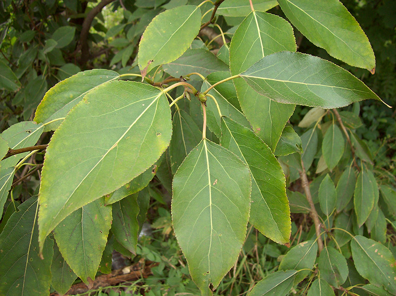 Image of Populus laurifolia specimen.