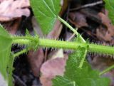 Urtica kioviensis