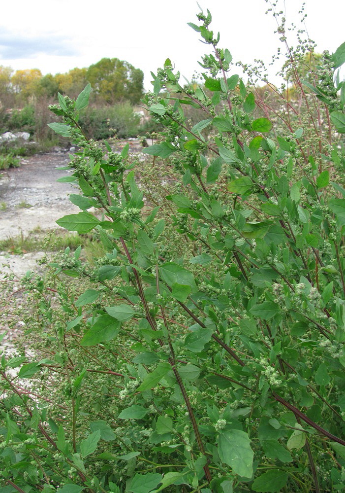Image of Chenopodium × striatialbum specimen.