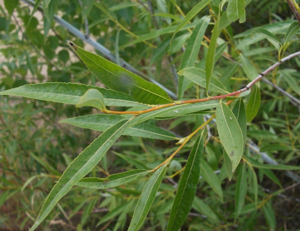 Изображение особи Salix acutifolia.