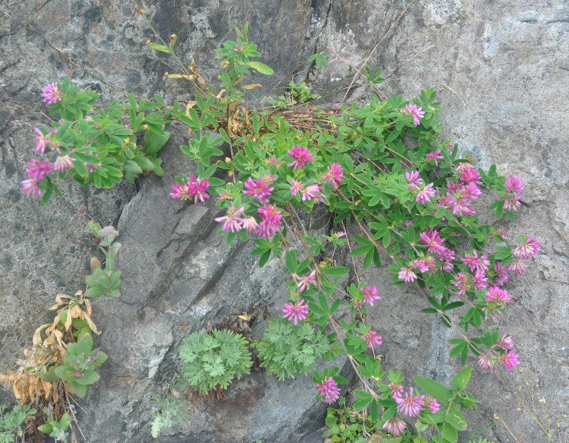 Изображение особи Trifolium pacificum.