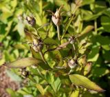 Platycodon grandiflorus. Соплодие. Германия, г. Krefeld, ботанический сад. 16.09.2012.