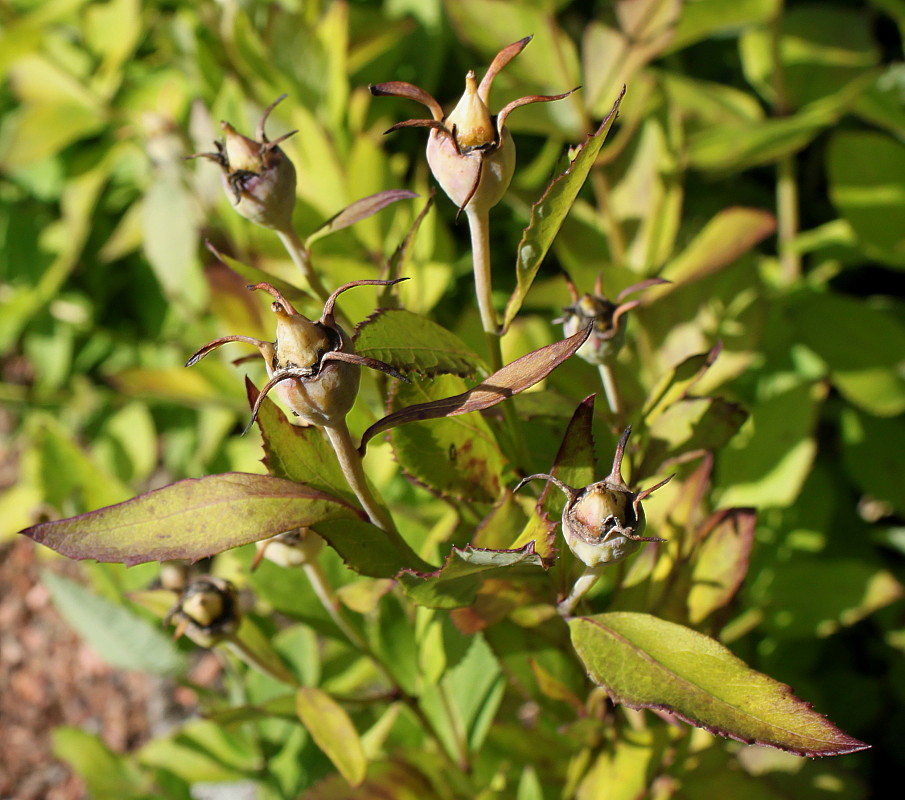 Изображение особи Platycodon grandiflorus.