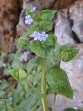 Brunnera orientalis. Верхушка цветущего растения. Israel, Mount Hermon. 30.03.2006.