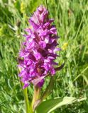 Dactylorhiza osmanica