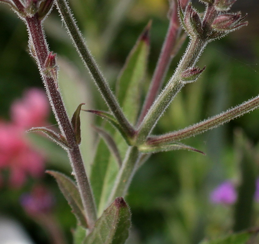 Изображение особи Verbena rigida.