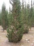 Cupressus sempervirens. Дерево с шишками. Израиль, лес Лаав. Январь 2007 г.