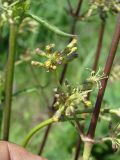 Silene chersonensis. Часть соцветия. Север Краснодарского края, Кущёвский заказник. 16.05.2009.