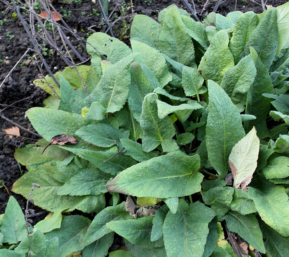 Image of Salvia hians specimen.