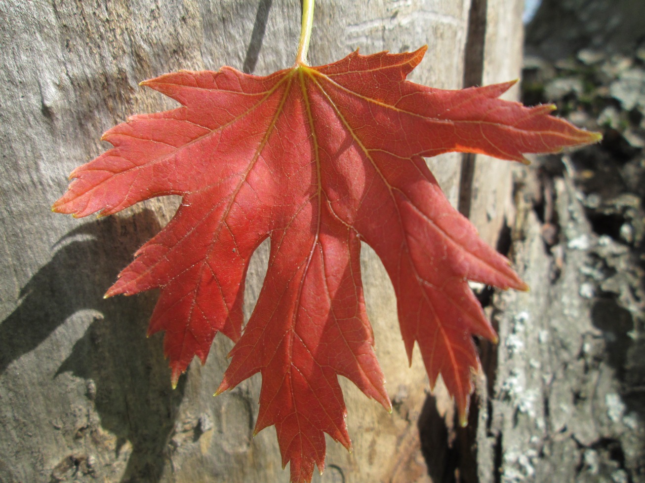Изображение особи Acer saccharinum.
