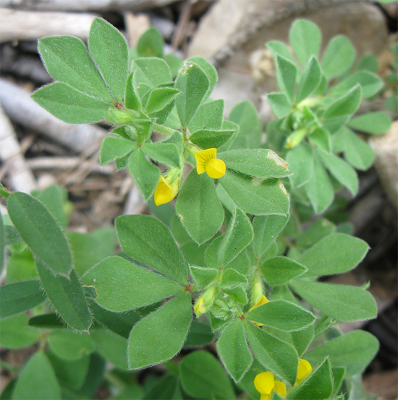 Image of Lotus peregrinus specimen.