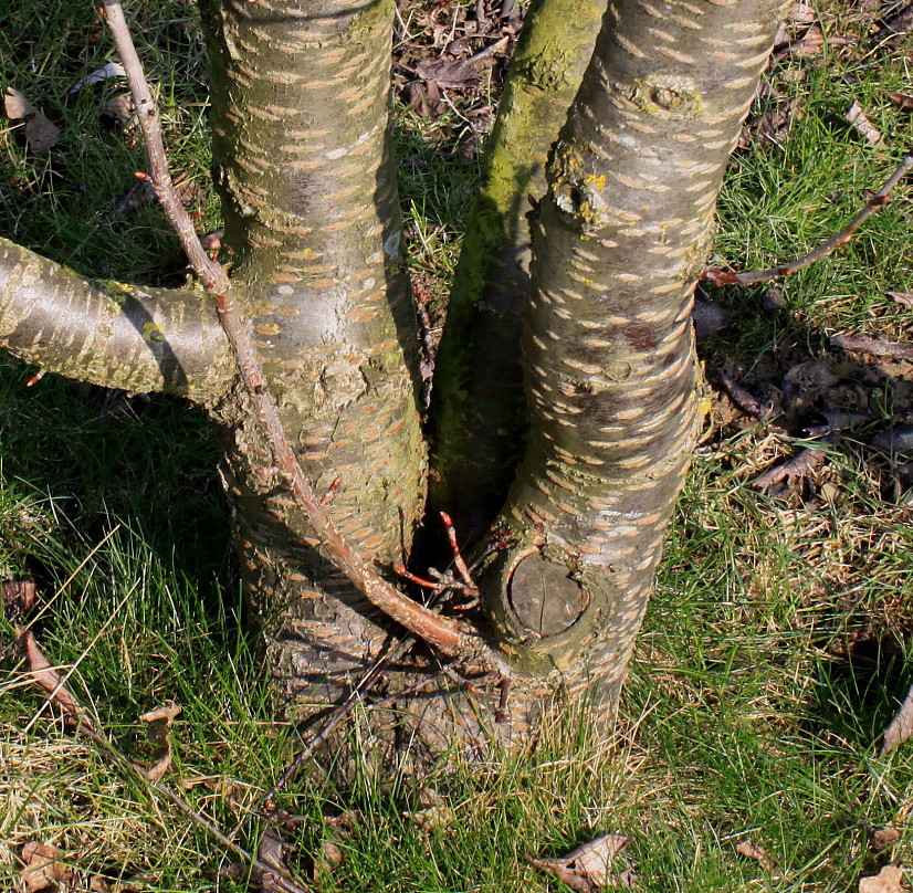 Image of Cerasus sachalinensis specimen.