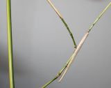 Phyllostachys viridis. Части побегов. Германия, г. Кемпен, у велосипедной дорожки. 28.03.2013.